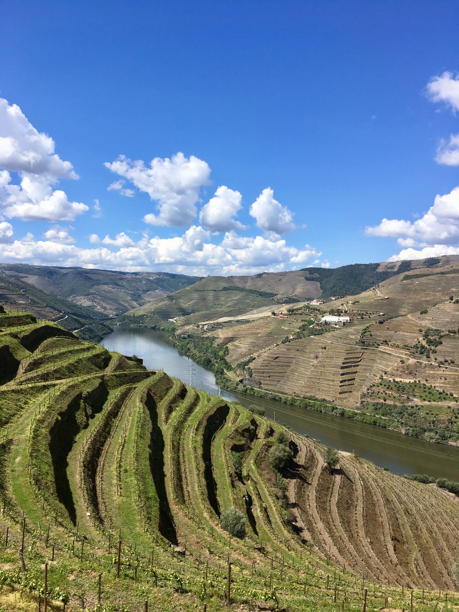 theDIVA_Network's tweet photo. The UNESCO World Heritage of Douro.
This region is well knowed for its Port but its red and white wines are also delicious!

These hillsides and terraced vines are one of the characteristics of this amazing wine region of Portugal. https://t.co/Jfld2ZdVxj