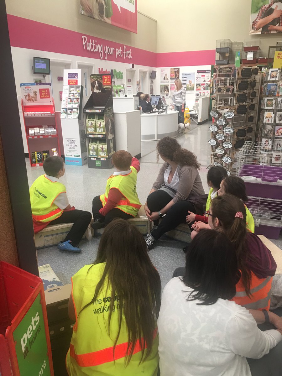 InchViewPS's tweet photo. Learning how to care for others and finding out about looking after a guinea pig#diamondaisy the baby guinea pig @PetsatHome Perth. Thank you Damien for all your help and making us feel very welcome! #learningoutoftheclassroom #makingconnections https://t.co/D9ibWcp9w3