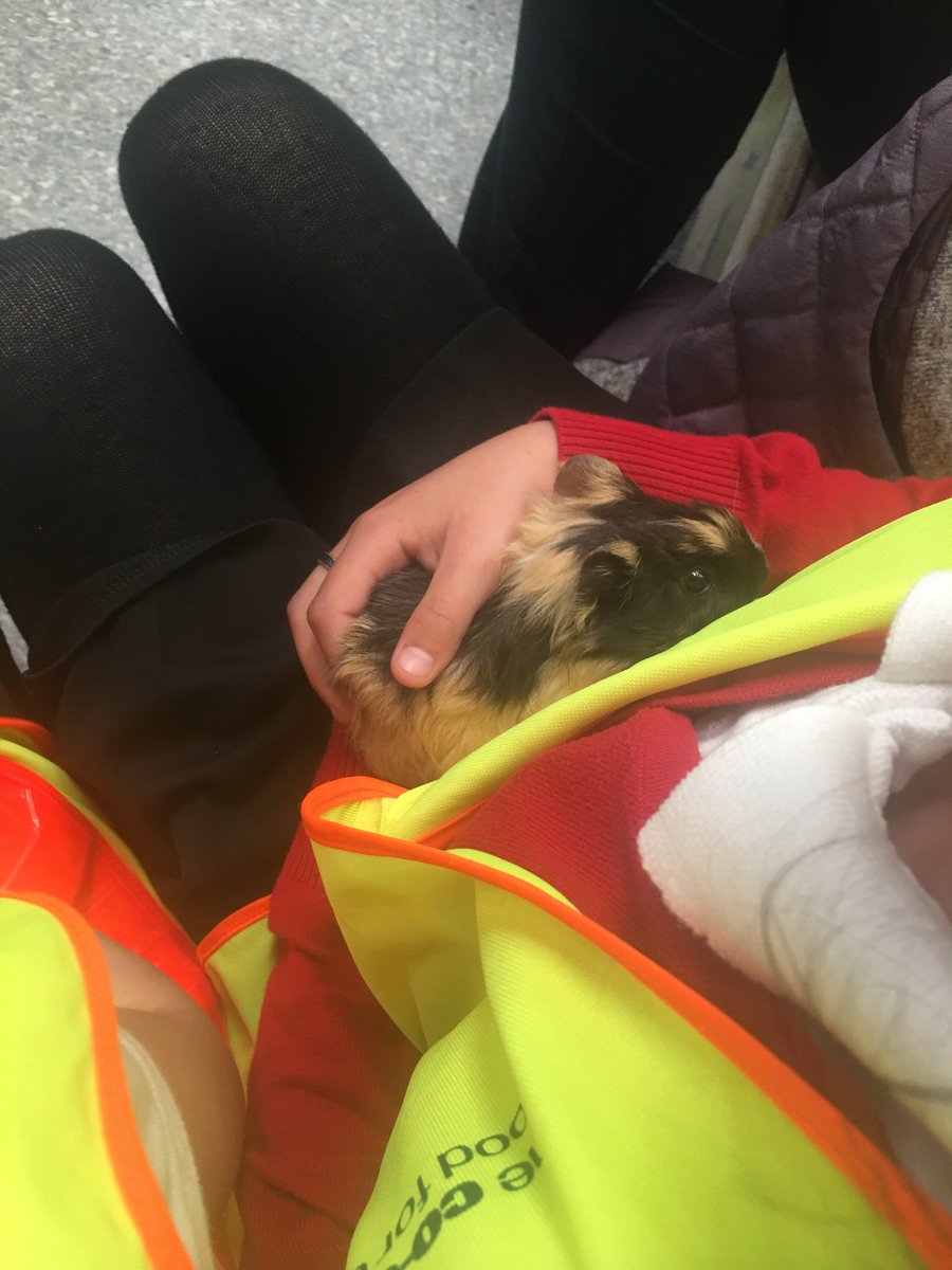 InchViewPS's tweet photo. Learning how to care for others and finding out about looking after a guinea pig#diamondaisy the baby guinea pig @PetsatHome Perth. Thank you Damien for all your help and making us feel very welcome! #learningoutoftheclassroom #makingconnections https://t.co/D9ibWcp9w3