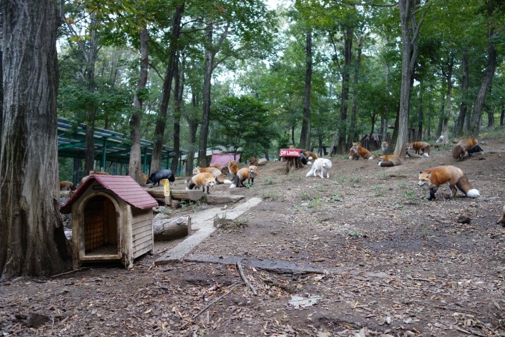 キツネ画像bot (@fox_mods) on Twitter photo 