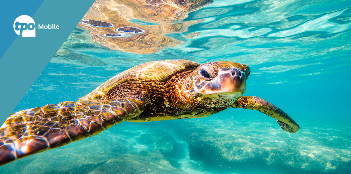 tpous's tweet photo. In honor of #WorldTurtleDay we are happy to announce that TPO members have raised $138.28 for @greenpeaceusa  and $166.57 for @nature_org, together we can keep our oceans clean and protect these amazing creatures. #Turtle #Recycle #Ocean #Nature #DoGood https://t.co/ERfWGQO1rL