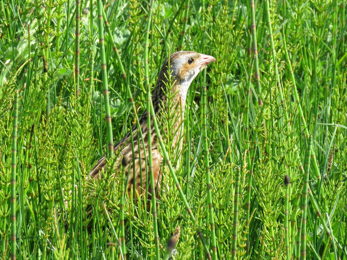 Nessnature's tweet photo. It's 3 years since I have managed to take a picture of the elusive Corncrake, so seeing two in close proximity today probably makes me the happiest person on the planet right now! #Hebrides #birds @MayoCorncrake77 @RSPBNorthScot @Britnatureguide https://t.co/0OFUv2EoHQ