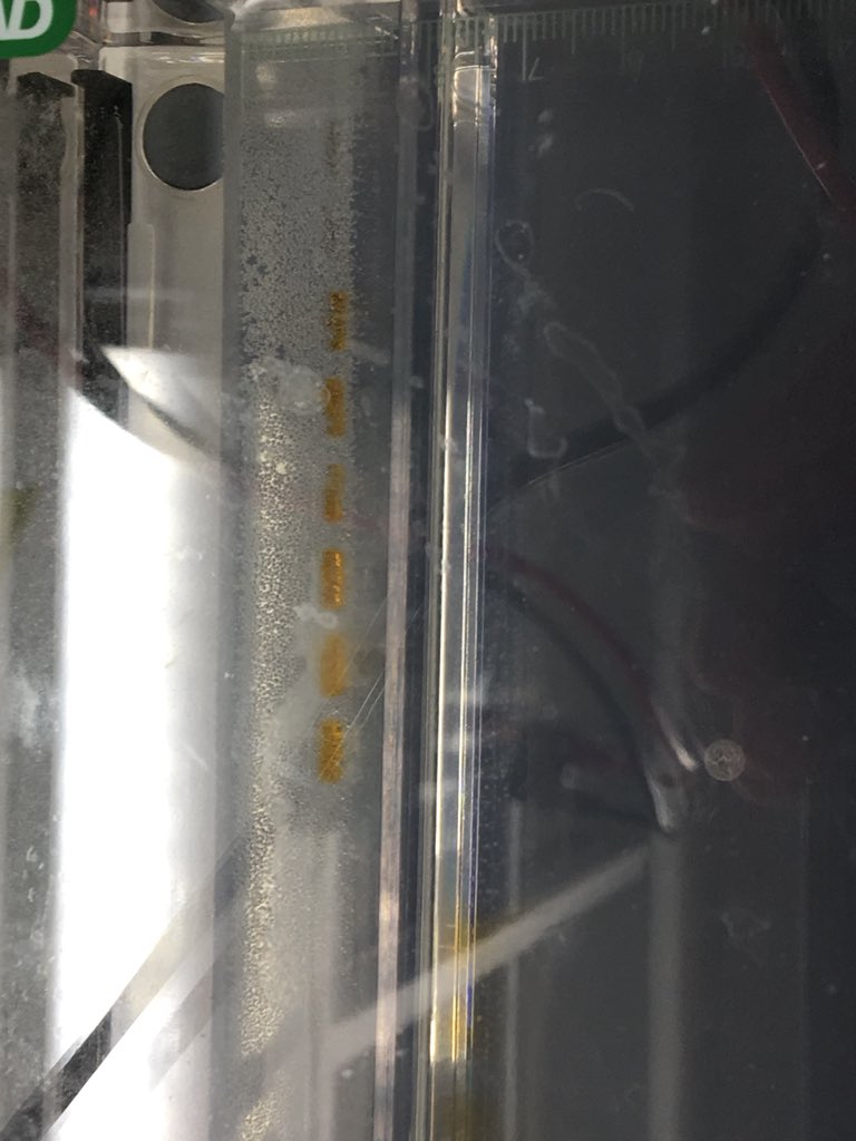 JamesPickett12's tweet photo. Great visit to the @UKDRI today showing @alzheimerssoc supporters the brilliant work of @josetb @ritajlg and the genetics lab. Thanks for letting us help your experiments!! https://t.co/YYuvXofr7q