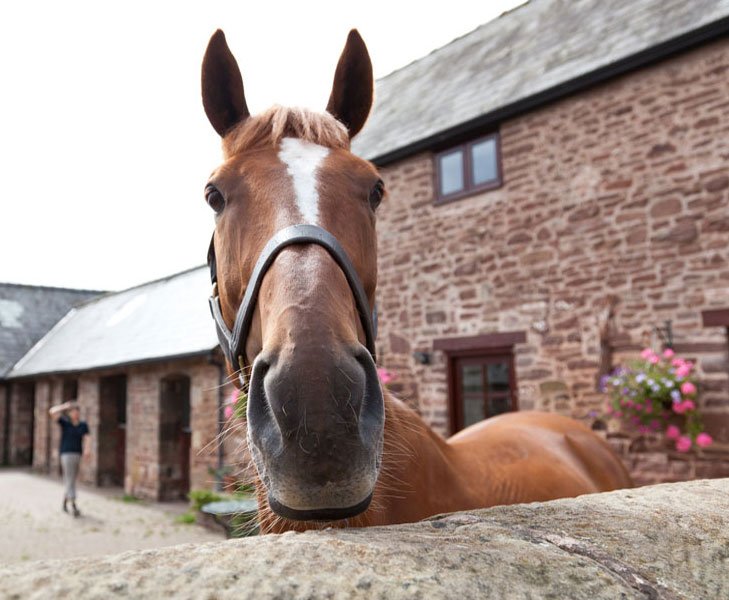 Looking for a riding school you can trust? Learn from the best at one of our Approved Centres! 🙌 bhs.org.uk/enjoy-riding/f…