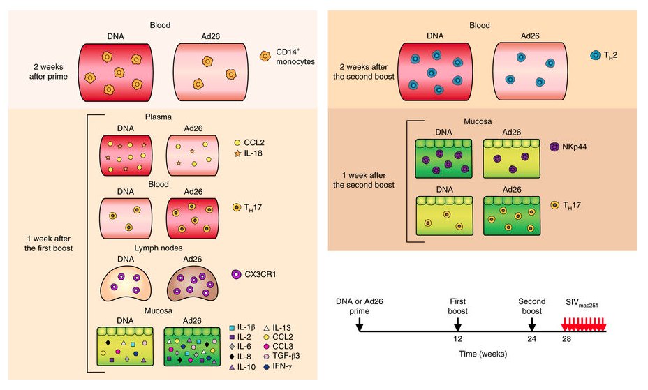 NatureMedicine's tweet photo. Distinct monocyte subsets associate with different outcomes of #SIV vaccines: https://t.co/iNpoSBSUOx #HIV https://t.co/KeEWZLnB7Q