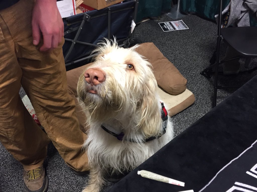 RealGoldSasha's tweet photo. Maple the dog loves her CBD drops. She’s super chill, belongs to the owners of RopaNa, which makes CBD products for humans and animals #VTCANN18 https://t.co/viJYjec1ao