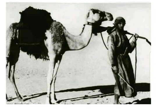 عشت بين القبائل العربيه وتوجهت إلى هناك معتقدا بتفوقي ولكنني شعرت وانا في خيامهم بأنني مجرد رجل همجي متطفل بليد الاحساس 
- الرحاله ويلفرد ثيسجر 1940 م .