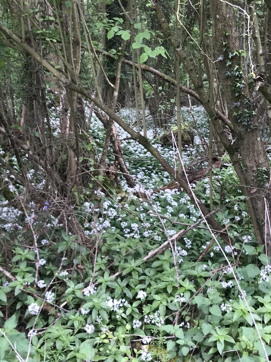 Newland400's tweet image. Ransoms as far as the eye can see, filling the forest trail from Staunton to Symonds Yat with that unmistakable aroma today #springintheforest.