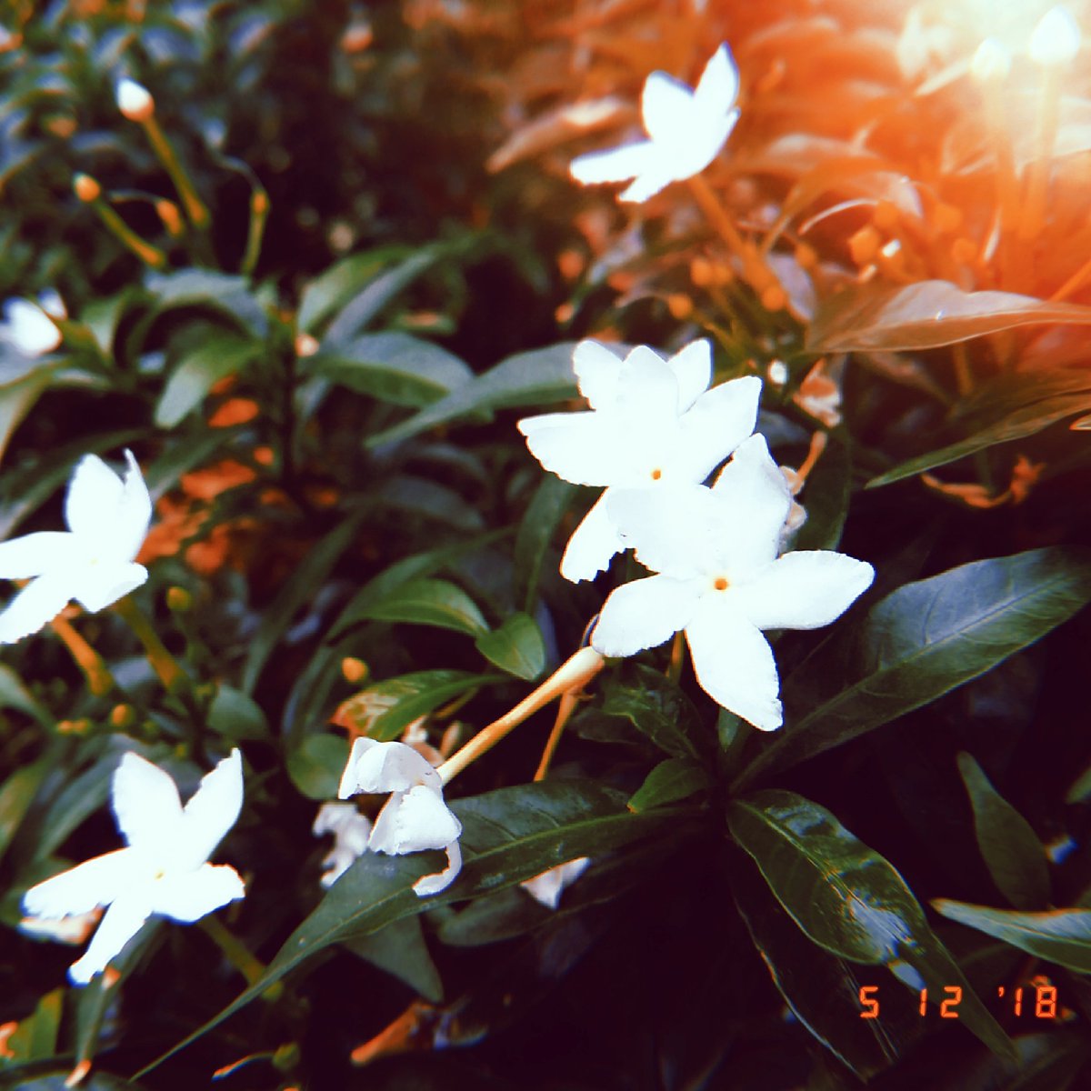 #flowersturk #kings_flora #flowerporn #tgif_nature #flowerstalking #awesome_photographers #nature_sultans #flowerstarz #ptk_flowers #superb_flowers #floralstyles_gf  #macro_mood #flowersandmacro  #vscophilippines #travelph #comeseeph #itsmorefuninthephilippines #fujifil #fujifeed