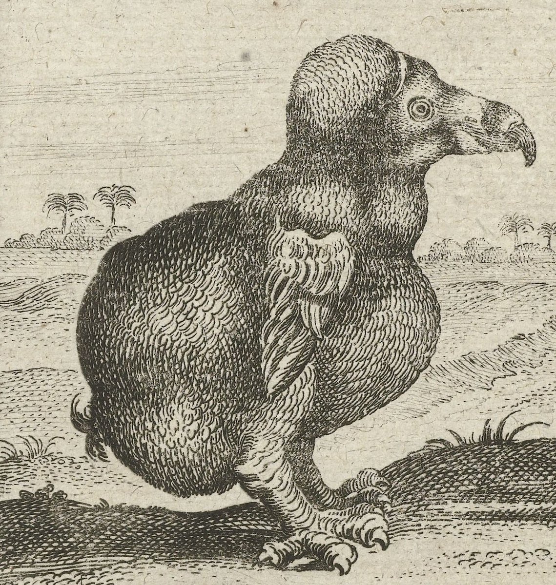 #Earlymodern #dodo #birds looking #sheepish in Dutch eyes. c.1598 and c.1646, coll. #Rijksmuseum. #vogelweek