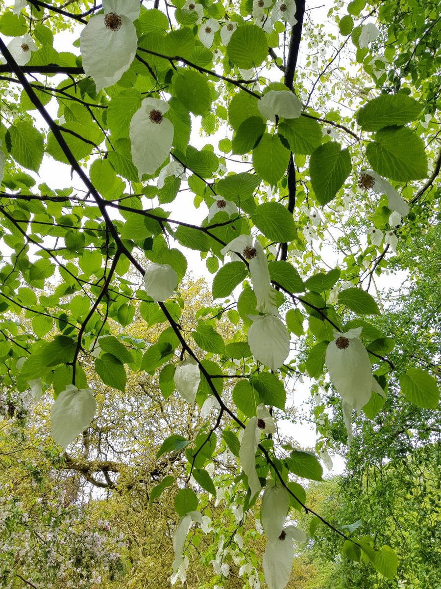 HelenClarry's tweet photo. @sinogrande @Ness_Gardens Also in Calderstones today https://t.co/a1FOueu6rW