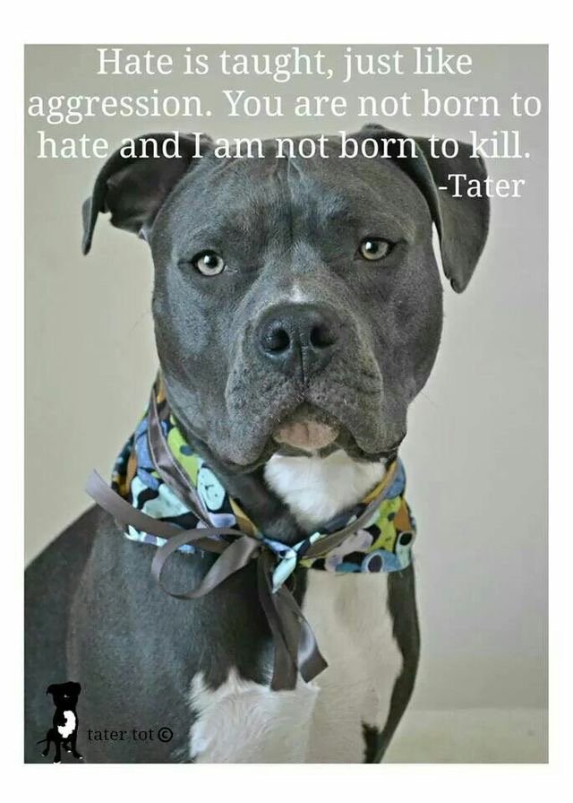 andibeth012's tweet photo. TO ALL ARA'S & ANIMAL LOVERS! I, ALONG WITH OTHER #ADVOCATES WERE #SUSPENDED 5/11 BY #TWITTER FOR 'VIOLATING RULES' WTF! It' an OUTRAGE that they #ALLOW Accounts who openly want to #MURDER ALL #PITBULS, GRAPHIC PORN + MEN RAPING DOGS! SOMETHING MUST BE DONE! HATRED IS NOT OK!😡 https://t.co/XLvnMb4bTK