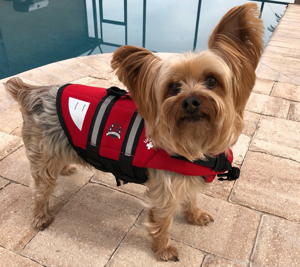 streetstyledogs's tweet photo. Buddy the bad to the bone yorkie here! Check out my feature on #streetstyledogs https://t.co/yvjVkv9dFg https://t.co/4PwMtXDW5k