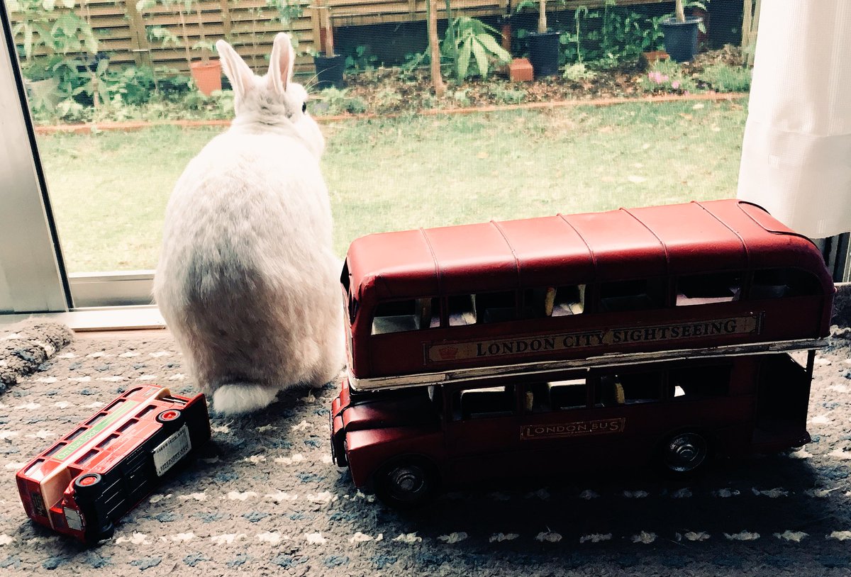 こりく007 大きさの 比較 大きなロンドンバスは約27 モコさんは 大体これくらい うさぎ ネザーランドドワーフ 比較対象