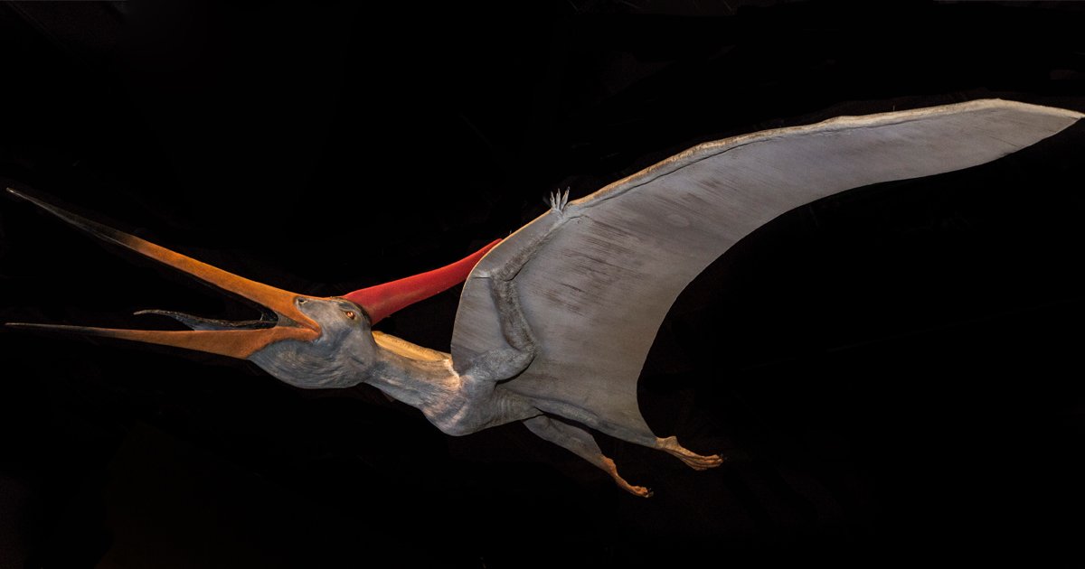 Meeting the flying reptiles that ruled the prehistoric skies. Plan your visit today! "#Pterosaurs: Flight in the Age of Dinosaurs" is on display through Sunday, August 12. #PterosaursinCLE cmnh.org/pterosaurs