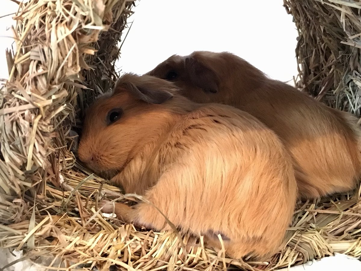 TuftyPiggie's tweet photo. The #goldenbabypiggies do occasionally take a rest from zoomies & wheeking. They like to use each other as a pillow. π #sleepypigs https://t.co/tguhDq8XWF