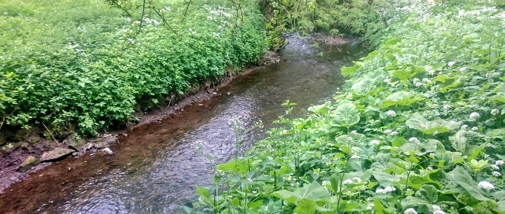 ProfJGrey's tweet photo. Brash mattress creation to extend deposition zone + backwater fry refugia. Quick look @ Collingham Beck too...dubious colour mixing with Wharfe @WildTroutTrust @YorkshireWater workshop https://t.co/Tos6uKJffv