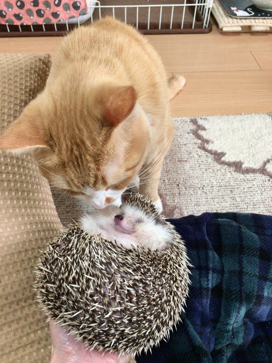 meowonb's tweet photo. https://t.co/IULZ131dbt