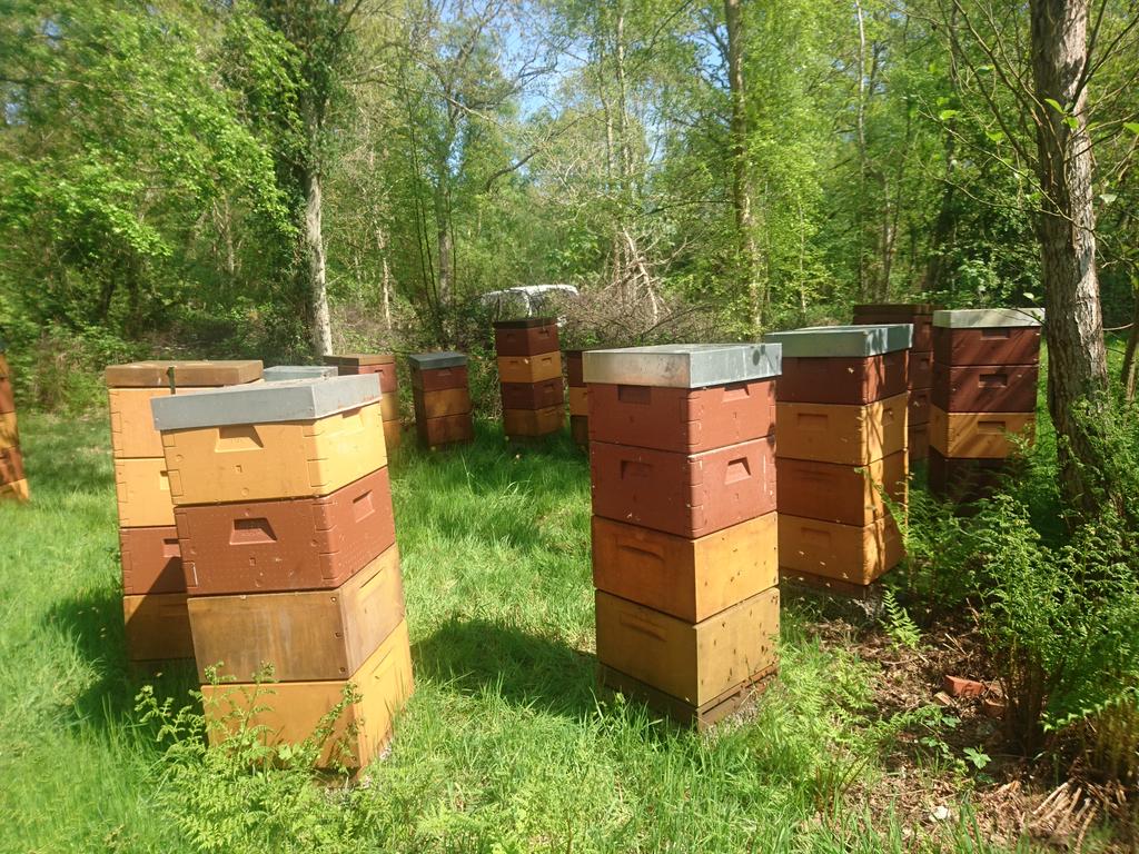 BuckfastDanish's tweet photo. Spent the day on my island mating station, on the island Tunø [Tunoe]. What a wonderful day. We have to remember to enjoy the nice surroundings that we work in, and not only have eyes for drones and honey supers. #buckfast #queenbreeding https://t.co/qWyGraLEBu