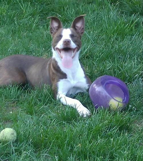 FindABuddyNYC's tweet photo. Hunnie is a female Border Collie/Smooth Fox Terrier mix who needs a new best friend! https://t.co/cLDj5yGpWh https://t.co/Badsa4qDpd