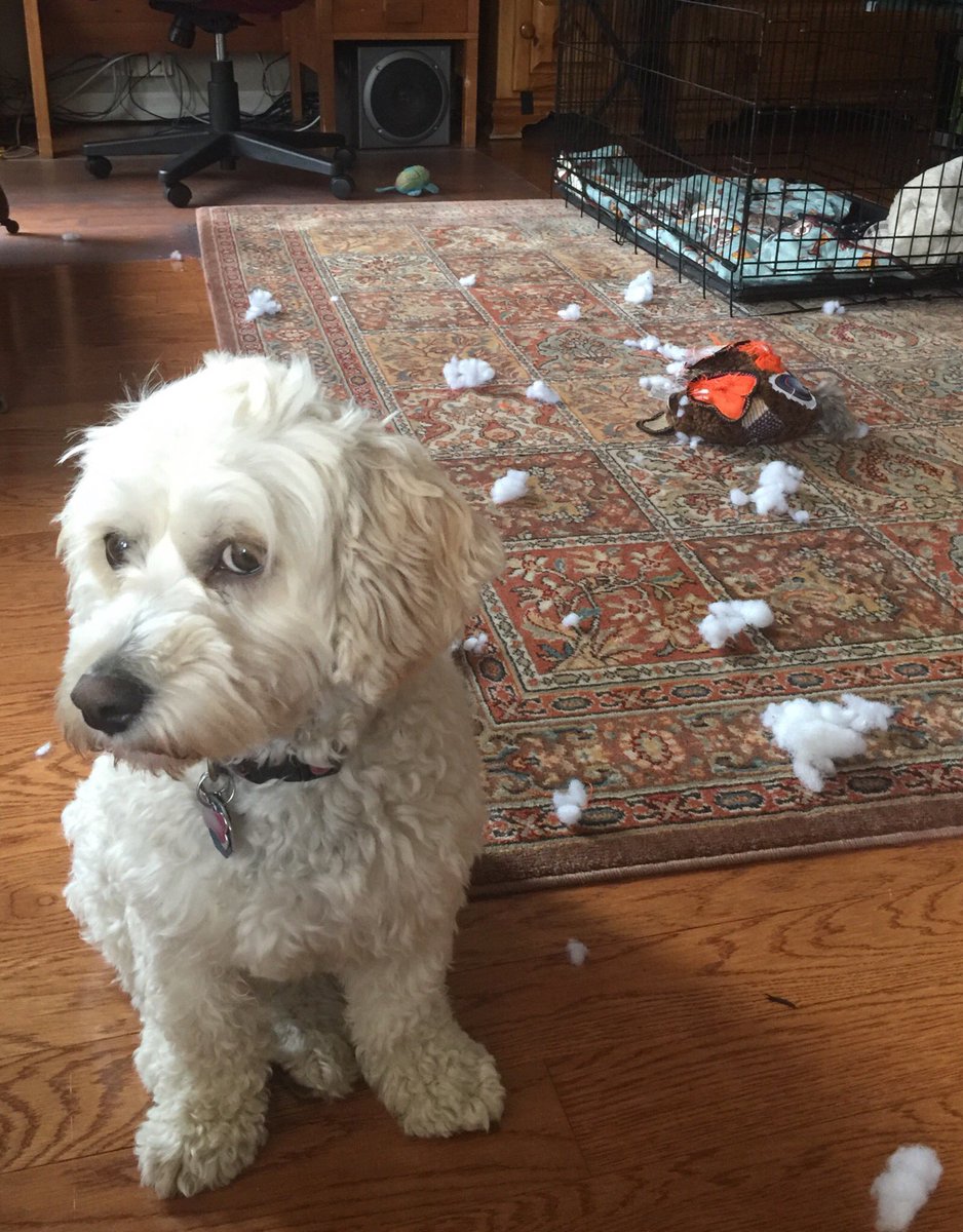 cory_randell's tweet photo. Molly didnโt like the extra long bath after SHE decided to roll in the mud!!
#guiltypets #whatdidyoudo
#dogsarejoy https://t.co/RvSWoQyXmf