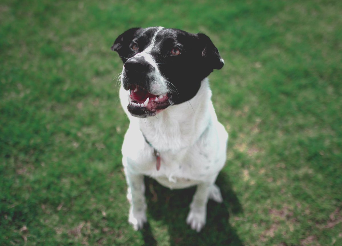 PAWSAmerica's tweet photo. Pepper is now at @mwanimalrescue! She gets to meet her new family this afternoon! She’s such a good girl, and we will miss her. But we are excited for her! Love you, Pepper! 🐾 #firstrescue #tearsofjoy https://t.co/2FNzBSg23g