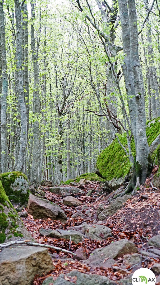 CoopClimax's tweet photo. Percorrendo una delle faggete più grandi d'Europa...il Monte Amiata #camposcuola https://t.co/DOBb2DLTIq