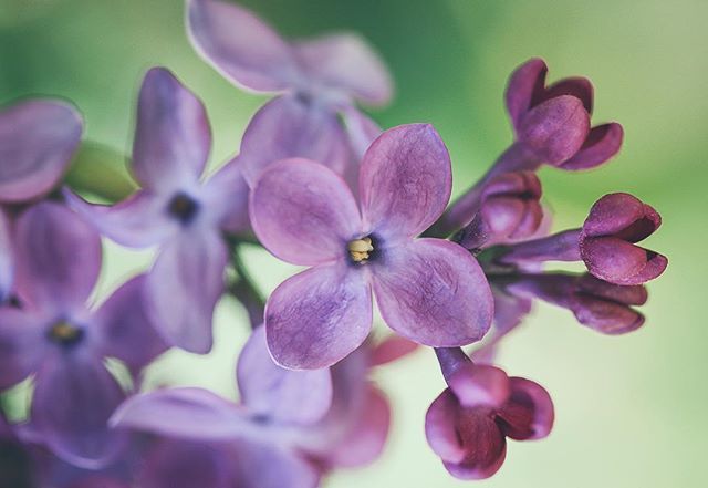 cblayloc's tweet photo. Lilacs are in bloom
.
.
.
.
#macromay #vanguardworld #onyourguard #altapro 
#macrophotography #macro_mood #macro_moms #macro_captures #beautyiseverywhere  #enjoyillinois #lilacs #lombard #spring https://t.co/hULbHkFCun