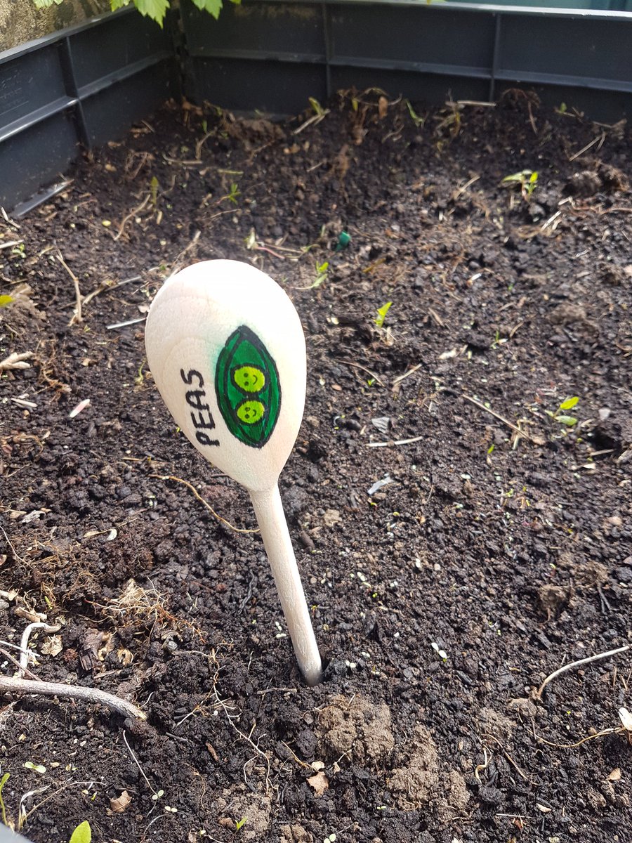 mspowertramore's tweet photo. Our potato, carrot and pea crops https://t.co/jW4cv4TQHl