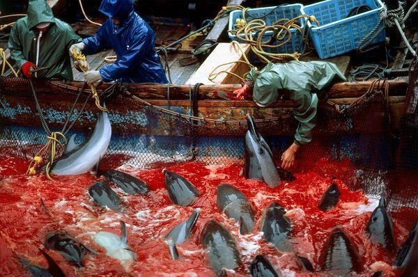 EllenStewart55's tweet image. RED COVE #Taiji is stained with the blood of dolphins today  #WOWvTaiji  wowvstaiji.com