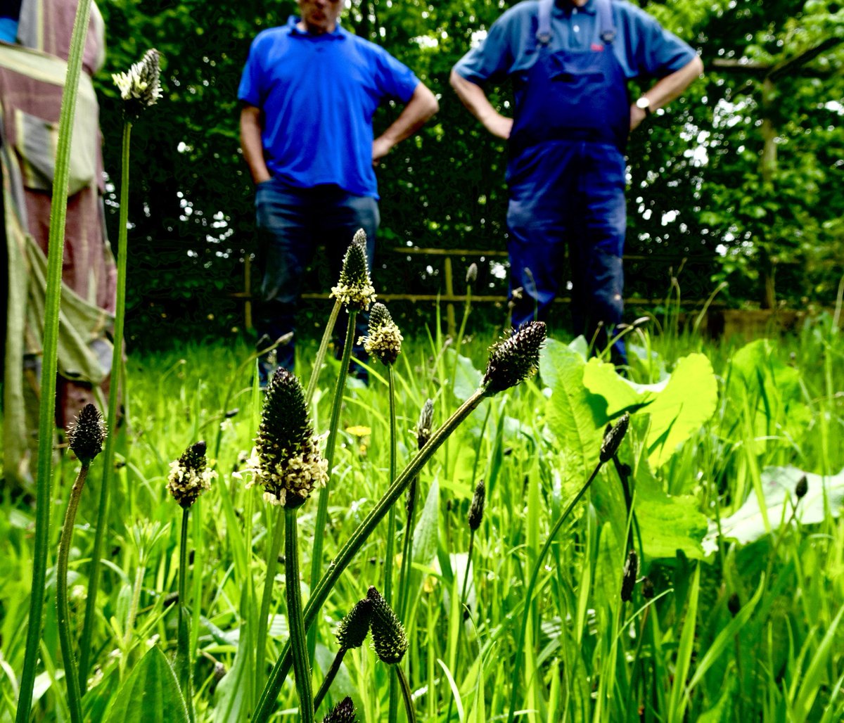 BoundaryWay's tweet photo. A joyous food foraging and sharing session today with #MariaBillington #nativeplants #foodshare #growyourown #HLFfunded https://t.co/1dqxA7dJ7m