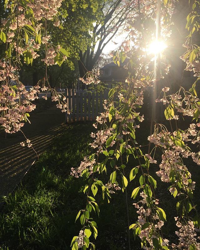LovingInTheNOW's tweet photo. Spring!!! It is Spring! 🍃🌿🌸🌺 it means so much that it is Spring! Winter is super challenging for me. Love the blooming trees and plants so much! 💕 https://t.co/R6Fqsy3ToW https://t.co/Vl799bA7Vf