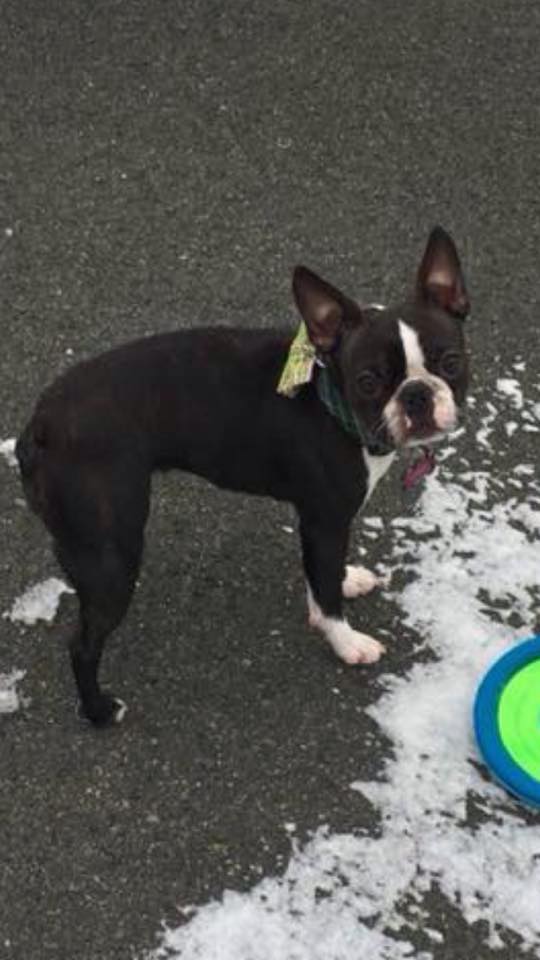St. John's peeps- Please watch for Mary Margaret, 1 yr old black/ white  Boston Terrier, missing in Three Pond Barrens area.
Details here if U see anything:
facebook.com/groups/2012147…
 #bringmaryhome