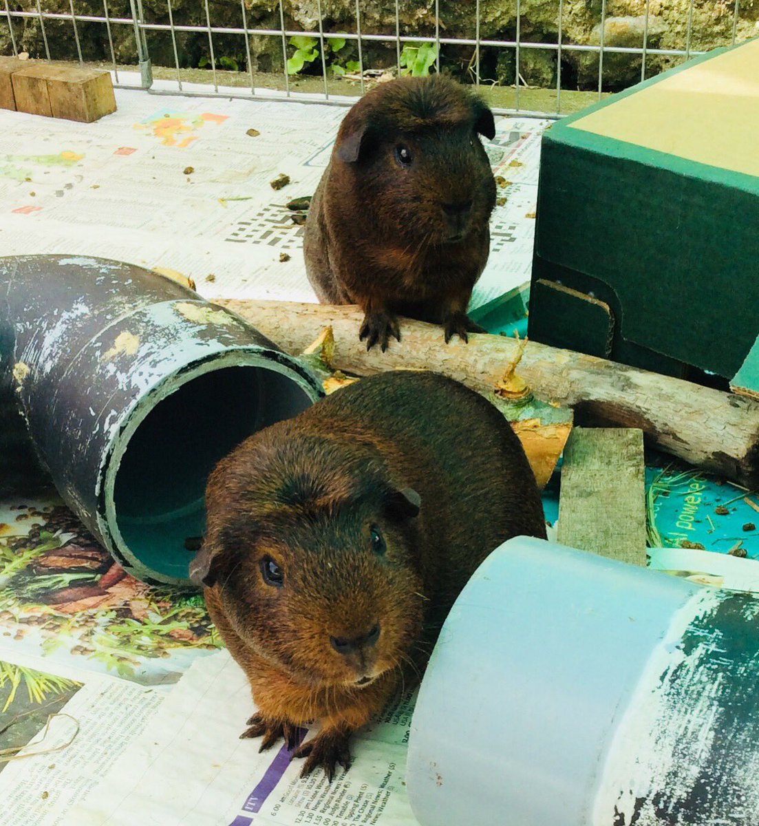 GeoffGr83201749's tweet photo. @michbro85 Peaceful Fudge , Mars and Star. 😢🌈 https://t.co/eUEgLnuPl9