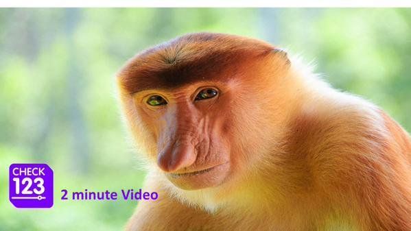 Check123 NATURE tweet media