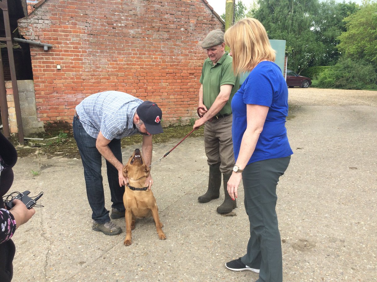 not everyday that #minimoos #waveneydexterbeef get a visit from a film crew so it's special when the crew comes from Canada #farming #womeninagriculture #mollydog +invite to the #royalwedding were big topics! @jenbarr76 <a href="/norfolkyfc/">Norfolk Young Farmers & Countrysiders</a> @easton_otley_college <a href="/countrysidefund/">The Royal Countryside Fund</a>
