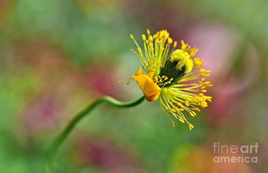 Poppy Seed Capsule by Kaye Menner buff.ly/2IfKnCW