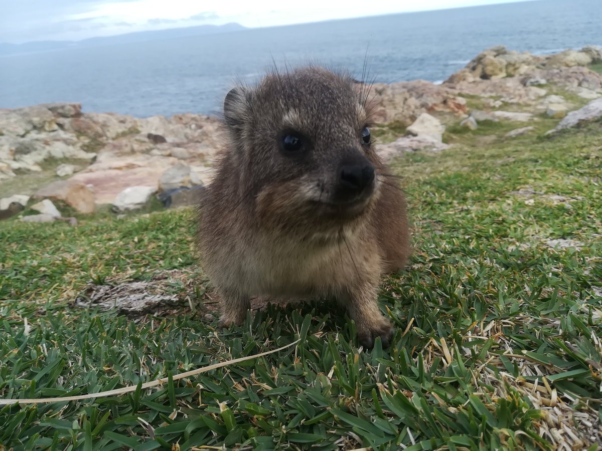 A #dassie greeting us in #Hermanus after our #greatwhiteshark #shark trip today. <a href="/love_CPT/">Love Cape Town</a> <a href="/MarineDynamics/">Marine Dynamics</a> . My guests loved th #sharks encounters with bronze whalers/copper sharks and a Great white. Even a short tail stingray came to say hi.