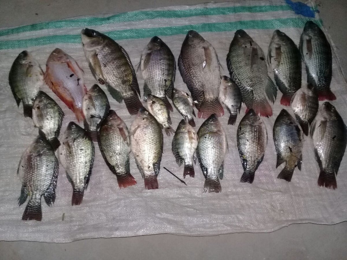 Bheemra77914734's tweet photo. #Drama/ Fraud with #Tharies
#Fishing in coal mine poisonous water.
@BBhuttoZardari @HamidMirPAK https://t.co/B6xFsH2WOu