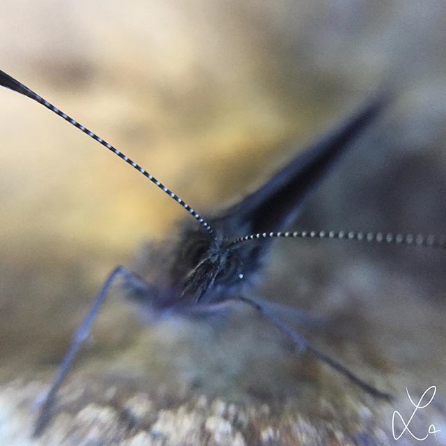 AdorableMisc's tweet photo. So close 👀
#falter #nature #insect #hike #wandern #macro #insekt #fühler #augen #gruselig #natur #blau #photography #iphone #macrophoto #photo #fotografie #passion #love #adorablemisc https://t.co/LXRp2cnRUo https://t.co/5fMPaiWYKx