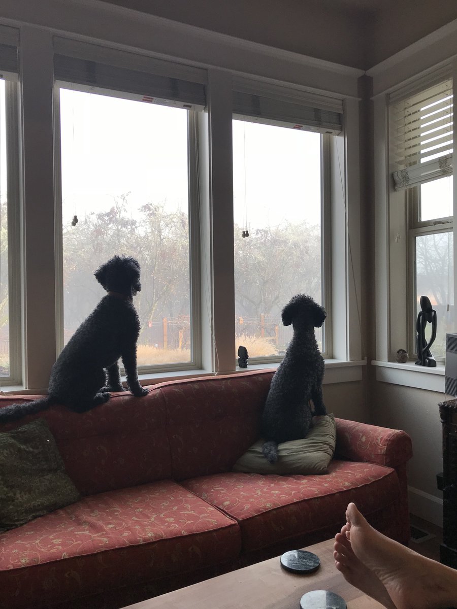 GoGrrHealthyDog's tweet photo. Saturday!
#dogsoftwitter #healthydogs #gogrr https://t.co/uMJwSCf61j