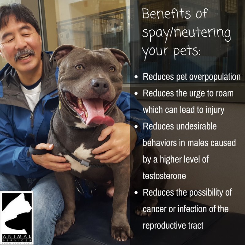 AdoptCCAnimals's tweet photo. Adoptable #Dog #Walnut_CCSTCA_02 Unique white chest pattern. What do you see? #RoscharchTest Photo by @SmartPaws925 https://t.co/Rxtctq6dMK | #impactpups https://t.co/mvQJRYRksm https://t.co/902LIN6Bfe