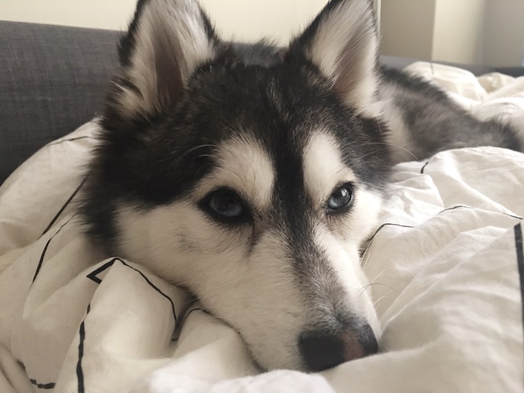 kaiserthepomsky's tweet photo. Sleepy Saturday mornings 💤❤️😄 #GoodMorningWorld https://t.co/4FYiL80L2A