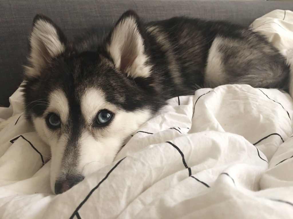 kaiserthepomsky's tweet photo. Sleepy Saturday mornings 💤❤️😄 #GoodMorningWorld https://t.co/4FYiL80L2A