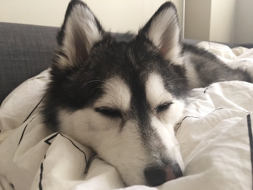 kaiserthepomsky's tweet photo. Sleepy Saturday mornings 💤❤️😄 #GoodMorningWorld https://t.co/4FYiL80L2A