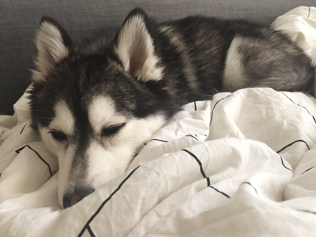 kaiserthepomsky's tweet photo. Sleepy Saturday mornings 💤❤️😄 #GoodMorningWorld https://t.co/4FYiL80L2A