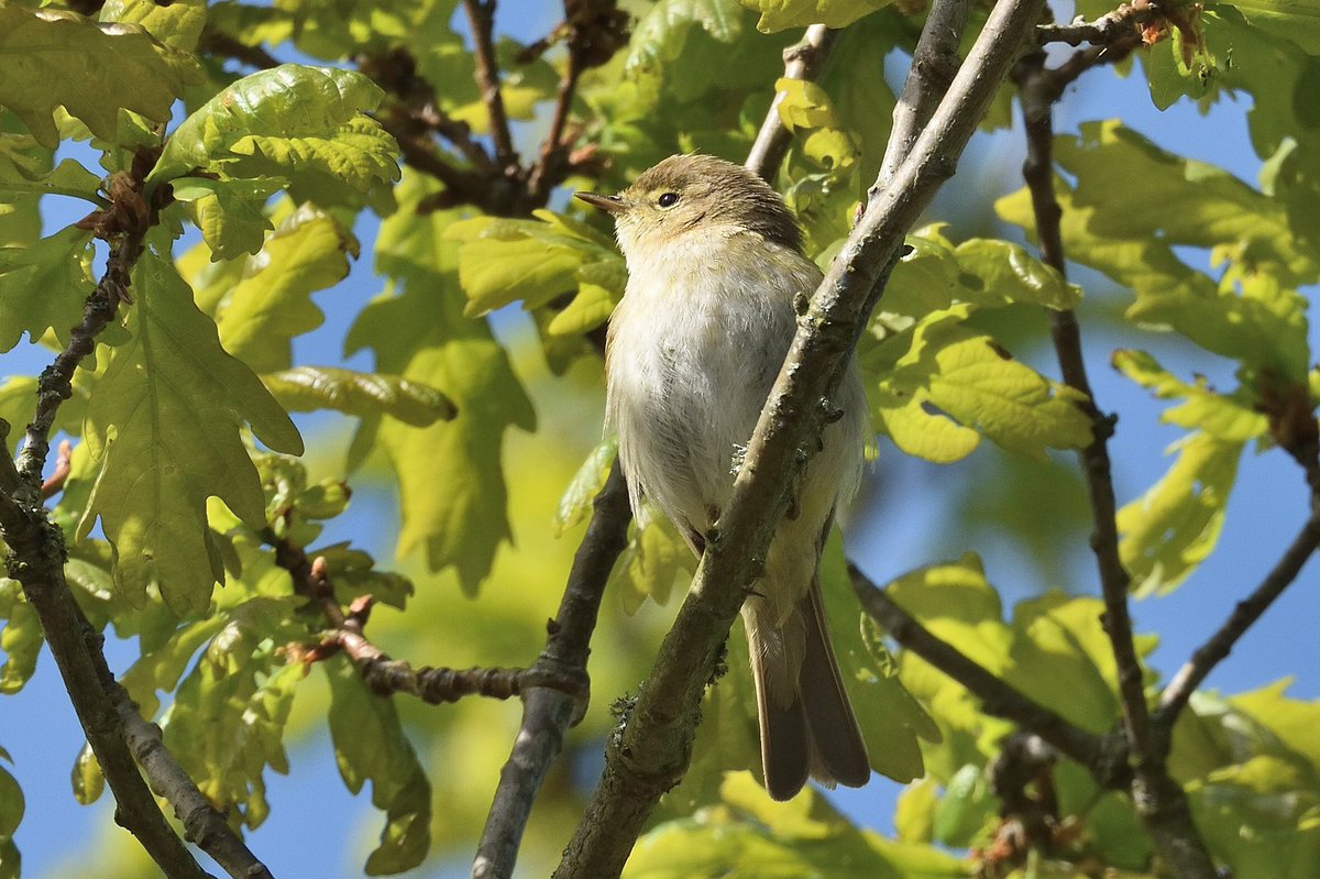 PaulMil36134808's tweet photo. A few photos from earlier this week of the Iberian Chiffchaff at Thurstaston. It constantly sang and showed well the whole time I was there @CHESHIREBIRDING #Wirral https://t.co/RAkyUyaJbY