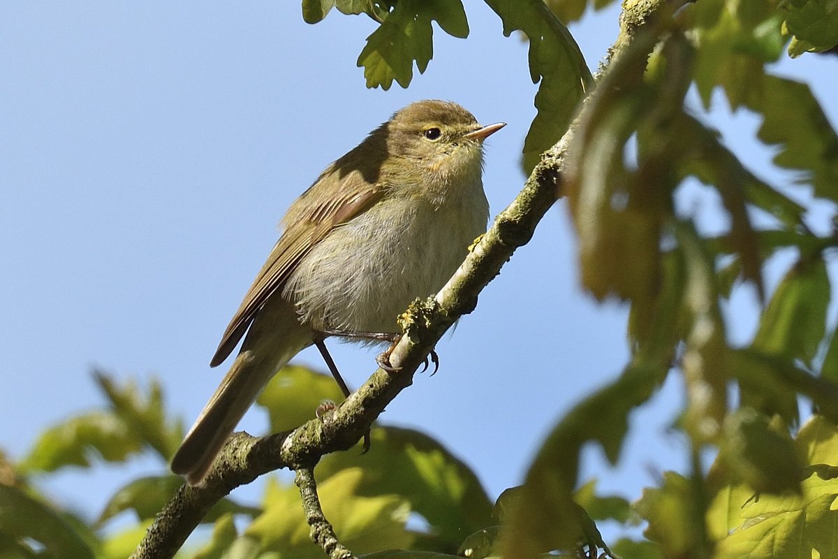 PaulMil36134808's tweet photo. A few photos from earlier this week of the Iberian Chiffchaff at Thurstaston. It constantly sang and showed well the whole time I was there @CHESHIREBIRDING #Wirral https://t.co/RAkyUyaJbY