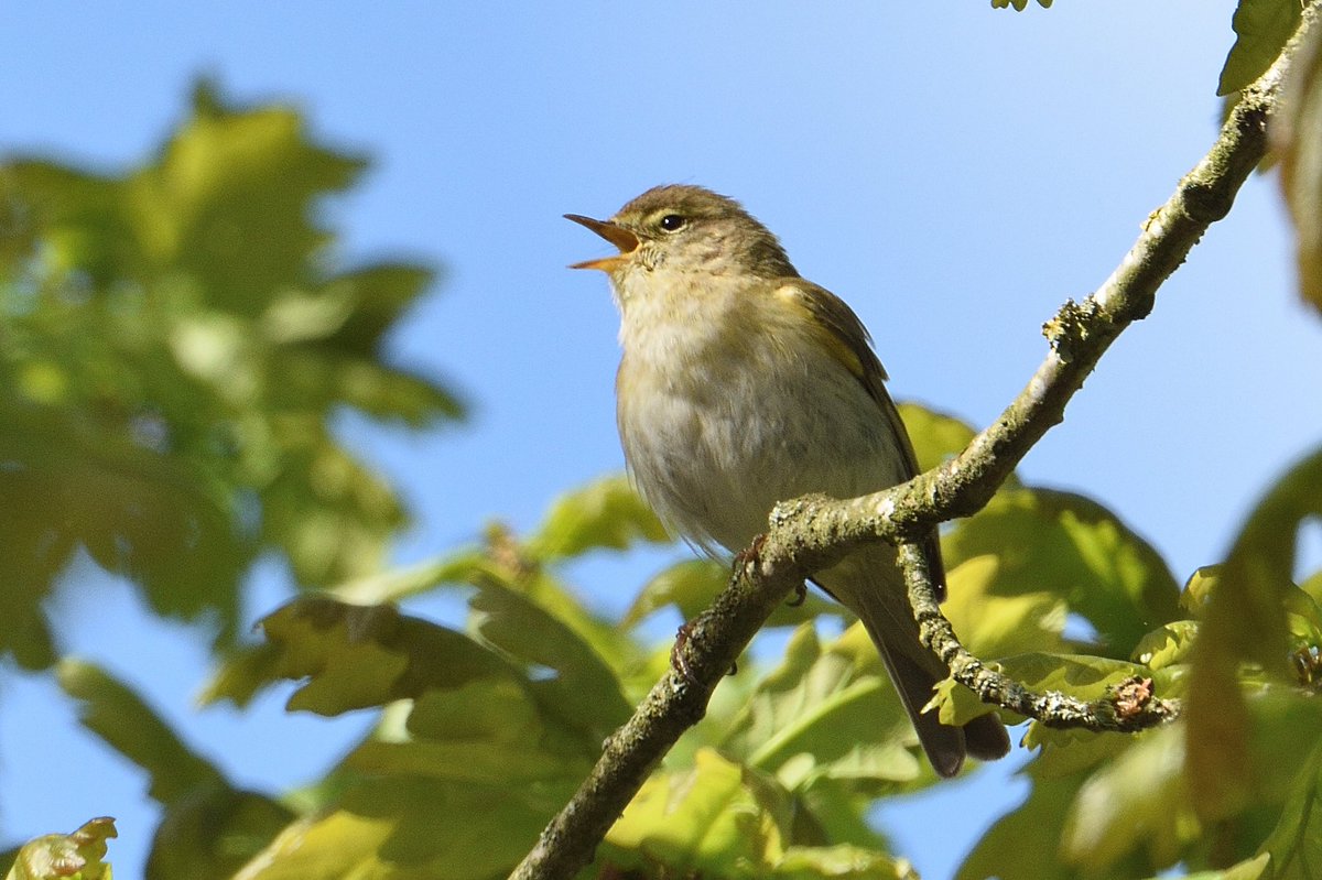 PaulMil36134808's tweet photo. A few photos from earlier this week of the Iberian Chiffchaff at Thurstaston. It constantly sang and showed well the whole time I was there @CHESHIREBIRDING #Wirral https://t.co/RAkyUyaJbY
