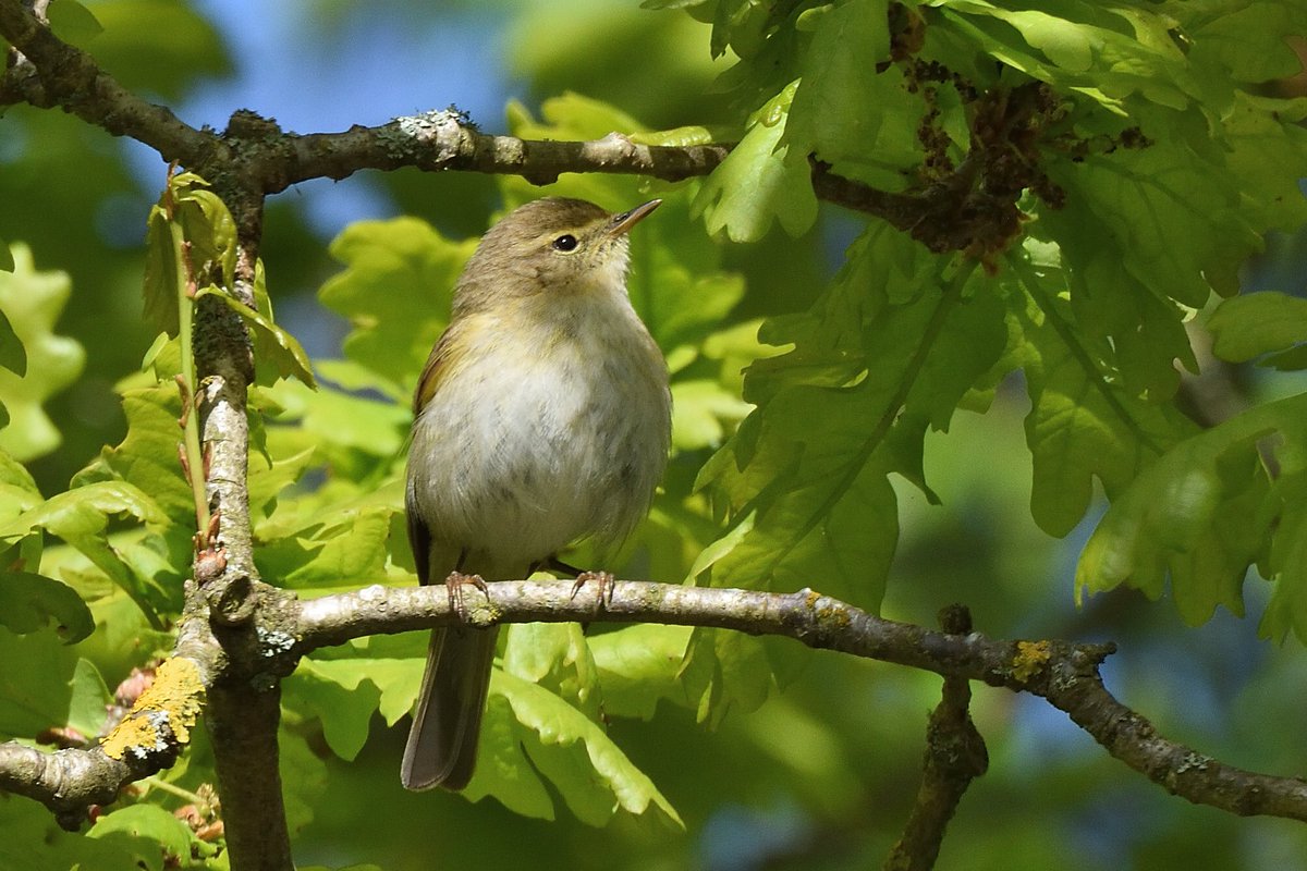 PaulMil36134808's tweet photo. A few photos from earlier this week of the Iberian Chiffchaff at Thurstaston. It constantly sang and showed well the whole time I was there @CHESHIREBIRDING #Wirral https://t.co/RAkyUyaJbY